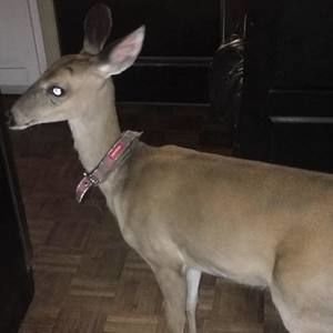 Meet your Posher, Tracy